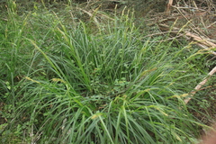 Carex capensis
