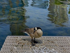 Branta canadensis