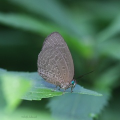 Arhopala muta