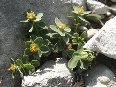 Euphorbia pyrenaica