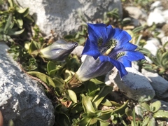 Gentiana occidentalis