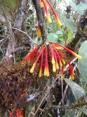 Psittacanthus krameri