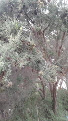 Melaleuca lanceolata