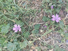 Malva sylvestris