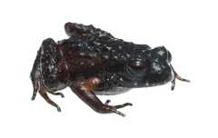 Arthroleptella rugosa