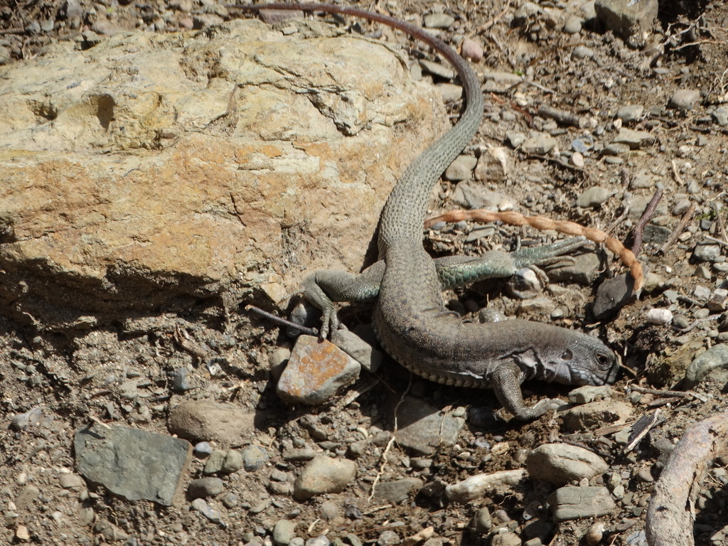 Sack's Spotted Whiptail