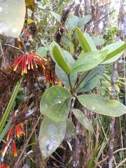 Psittacanthus krameri