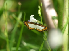 Nymphidium caricae