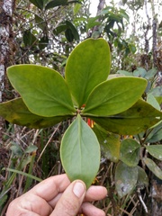 Psittacanthus krameri