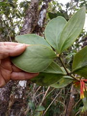 Psittacanthus krameri