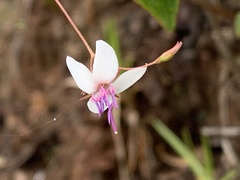 Marcetieae