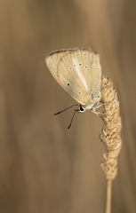 Polyommatus ripartii