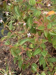 Marcetieae