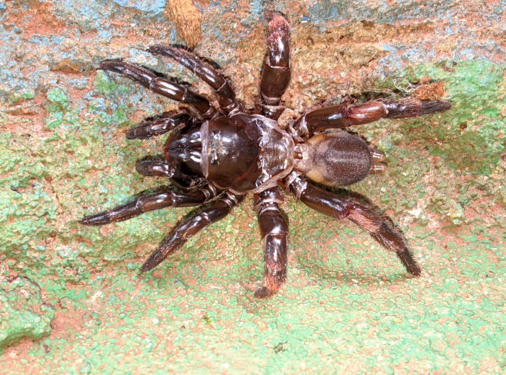 Neocteniza