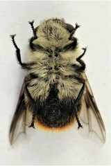 Cephenemyia