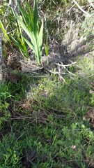 Chasmanthe aethiopica