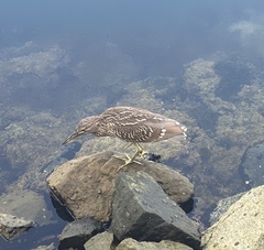 Nycticorax nycticorax