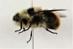 Cephenemyia