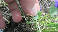 Viola ambigua
