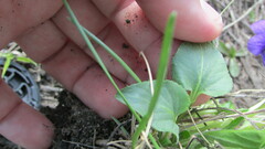 Viola ambigua