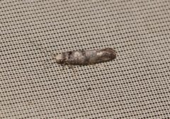 Swammerdamia pyrella
