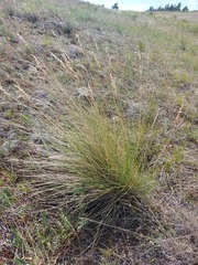 Festuca sibirica