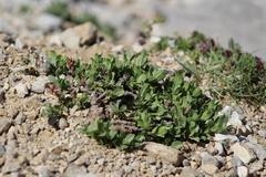Salix breviserrata