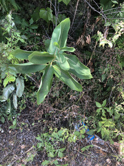 Asclepias syriaca