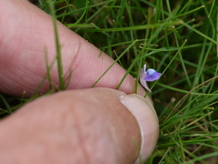 Utricularia graminifolia