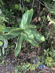 Asclepias syriaca