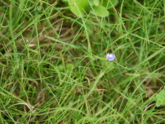 Utricularia graminifolia