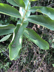 Asclepias syriaca