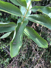 Asclepias syriaca