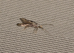 Blastodacna hellerella