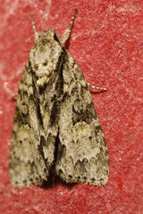 Acronicta strigosa