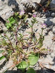 Spergularia marina