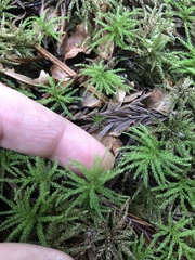 Leucolepis