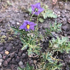 Solanum virginianum