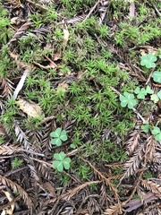 Leucolepis