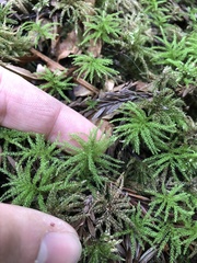 Leucolepis
