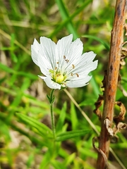 Cerastium maximum