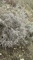 Onosma simplicissima