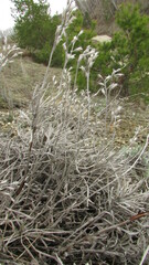 Onosma simplicissima