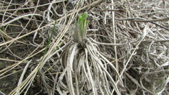 Onosma simplicissima