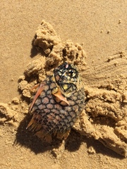 Cleidopus gloriamaris