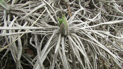 Onosma simplicissima