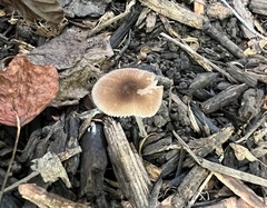 Pluteus seticeps