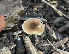 Pluteus seticeps