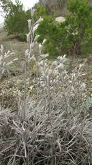 Onosma simplicissima