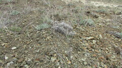 Onosma simplicissima